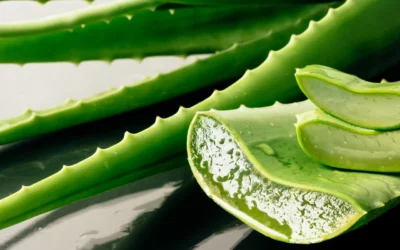 Aloe Vera: La Pianta Versatile per la Salute e il Benessere